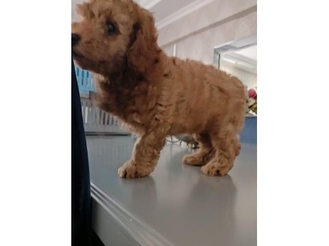 Anne altından 2 aylık erkek toy poodle