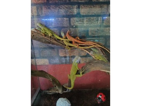 Lime iguana