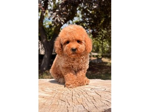 Toy poodle ev bebekleri