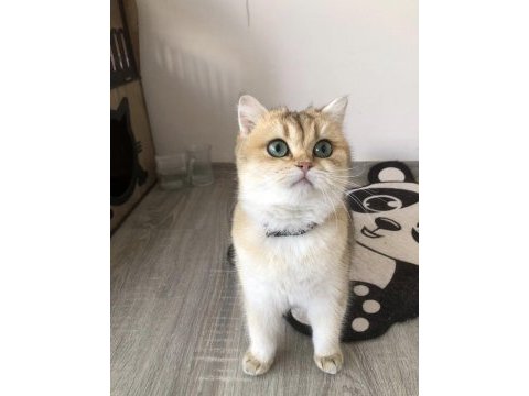 British golden longhair erkek
