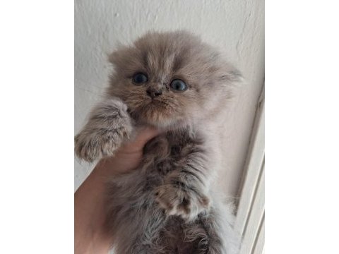 Blue golden british longhair yavrular