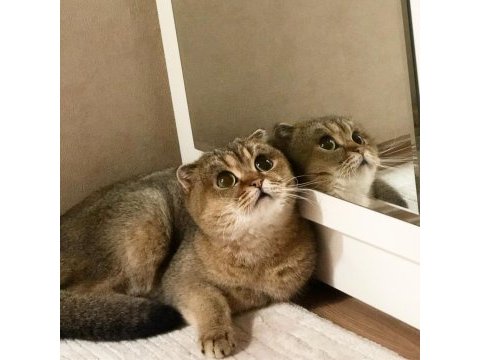 Scottish fold golen ny25 dişi