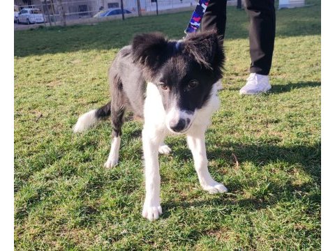 Border collie yavru