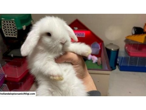 Mini lop tavşanı çiftliği - her ile gönderim!