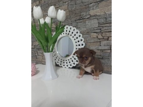 Değerini bilene lilac tan elma kafa küt burun teacup şivava