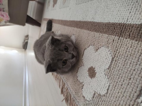 Acil sahiplendirilecek dişi scottish fold