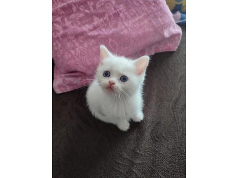 British shorthair bebekler