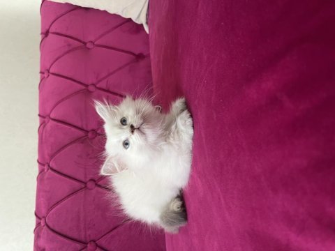 Full şecereli golden point british longhair erkek yavrumuz