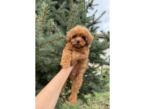Kg garantili micro teacup red maltipoo
