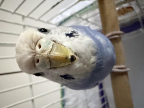 Erkek bebek muhabbet kuşu