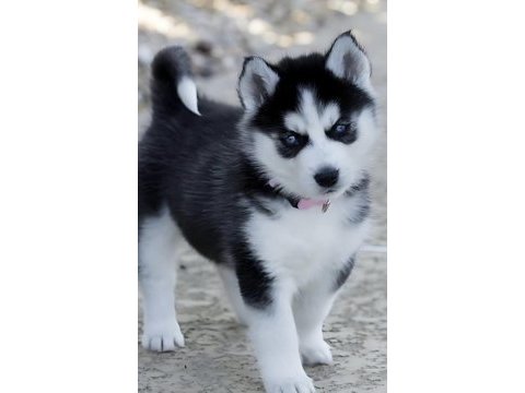 Sibirya kurdu köpeği