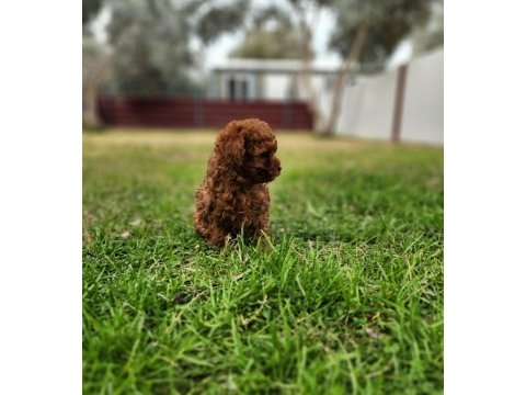 Toy poodle yavrularımız uygun değildir