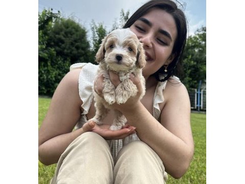 Şeker küpü maltipoo köpekler