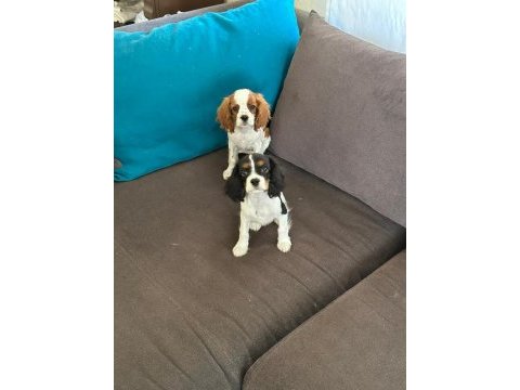 Sağlıklı ırk garantili king charles yavru