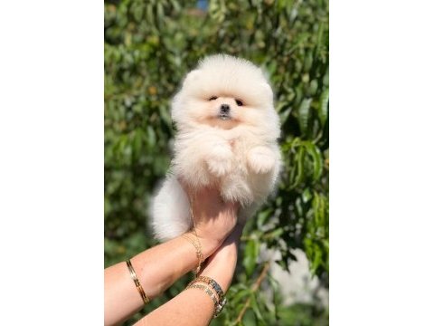 Sağlık ve ırk garantili pomeranian boo