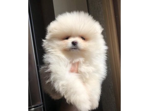 2.5 aylık 2 dişi pomeranian boo üst kalite