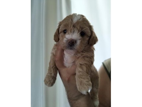 23 mayıs doğumlu maltipoo yavrularımız