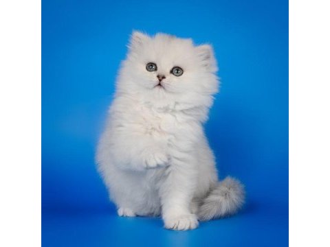 British longhair yavrular evinizin neşesi olacaktır