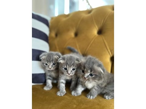 Yavru scottish fold kediler