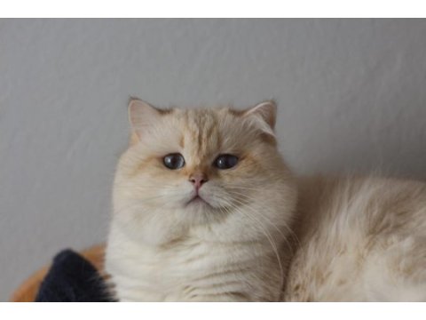 Safkan şampiyon şecereli british longhair