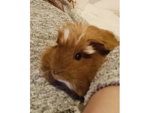 2,5 aylık erkek peru guinea pig bütün eşyaları ile
