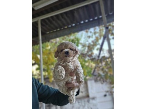 Bizimle tanışmadan karar vermeyin maltipoo