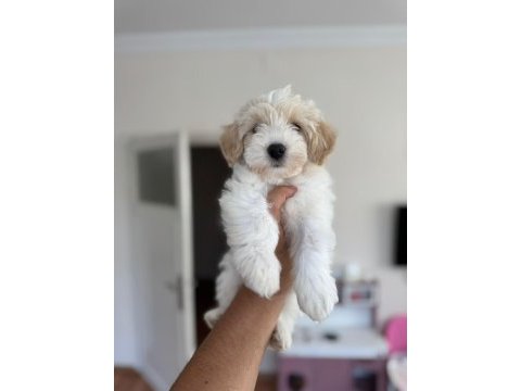 Koku yapmaz tüy dökmez maltipoo yavrumuz