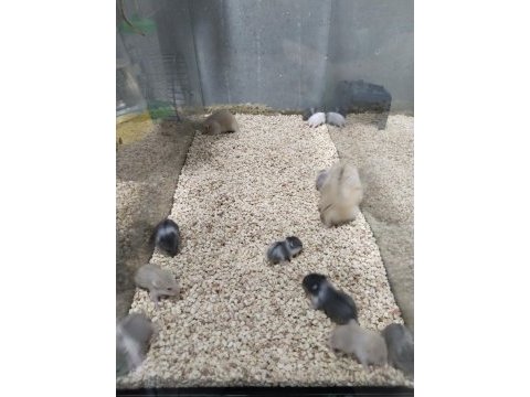 Gonzalez özel renk hamster