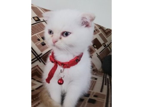 Ücretli sahiplendirme scottish fold blue point