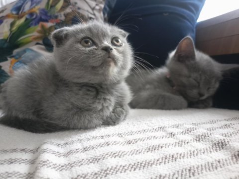 2 aylık scottish & british shorthair sahiplendirme