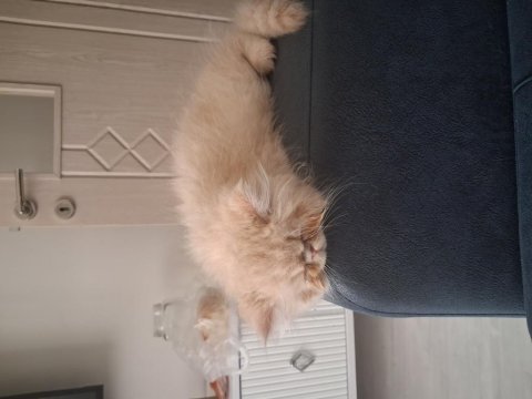 2 aylık persian iran kedimiz