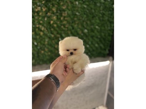 Ziyarete açık pomeranian yavrularımız