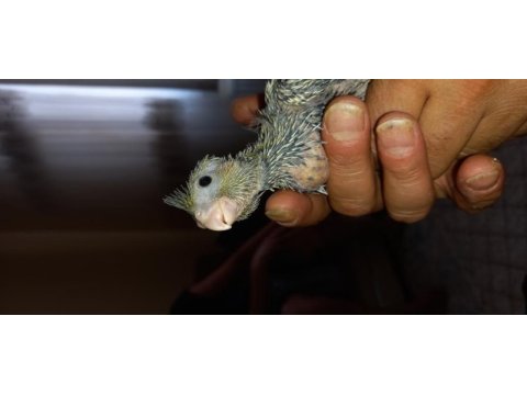 2 aylık 4 aylık yavru sultan papağanları