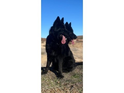 Solid black siyah alman çoban köpeği