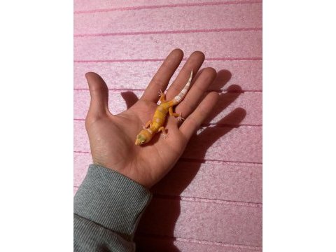 Leopard gecko garantili morph