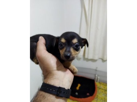 Bebek minyatür pinscher
