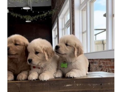 Golden retriever yavrular için ulaşabilirsiniz