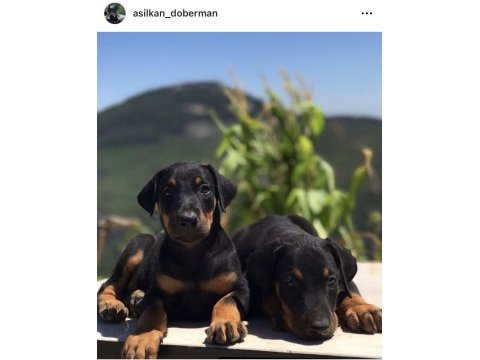 A scr anne babadan doberman yavruları