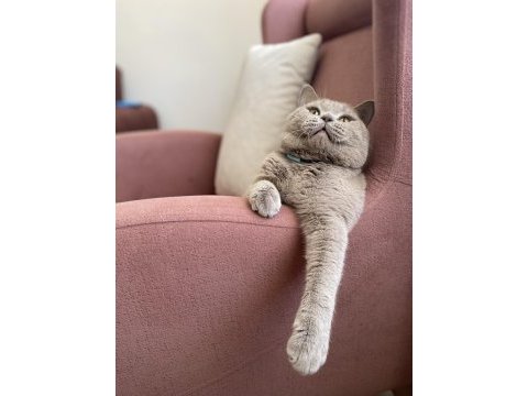 British shorthair