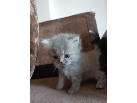 British longhair uygun puanlı