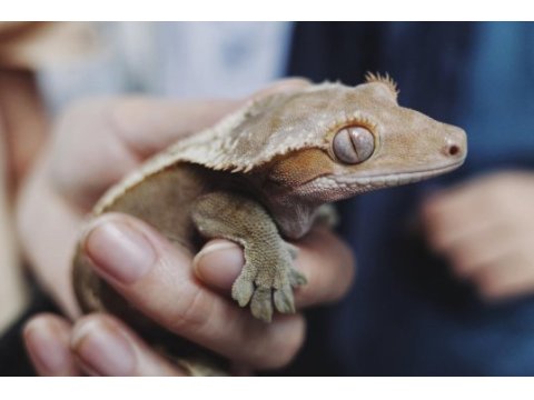Leopard ve crested geckolar