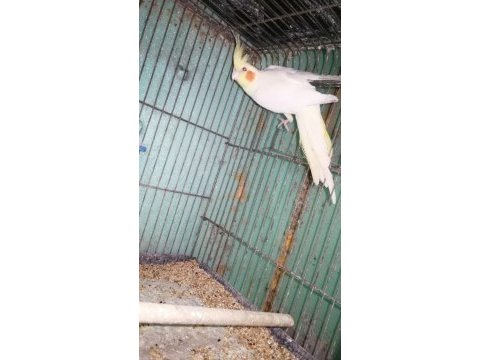1 yaşında hiç eşe atılmamış kırmızı göz sultan papağanı