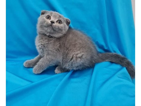 Scottish fold yavrular sahibinden