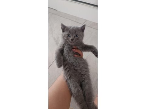 Scottish fold yavrularımız sahiplendirilecektir