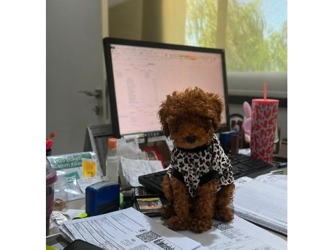Garantili tertemiz ev üretimi toy poodle