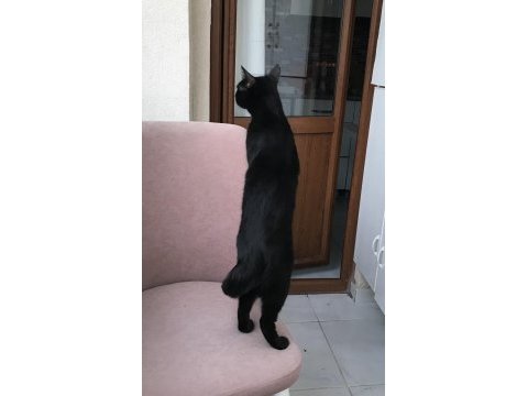 Bombay kedisi bella yeni yuvasını arıyor