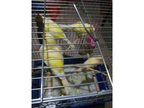 3 erkek kanarya malinua