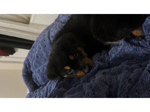 Sağlıklı oyuncu rottweiller yavru
