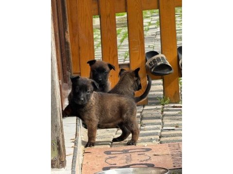 Safkan üst düzey malinois bebekler