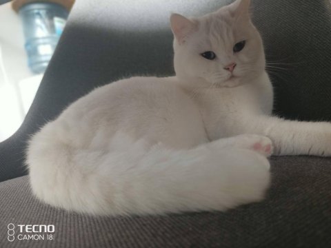 British shorthair çiftleştirme ilanıdır